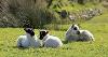 3 lambs laying on the Burrows, the weather is sunny.