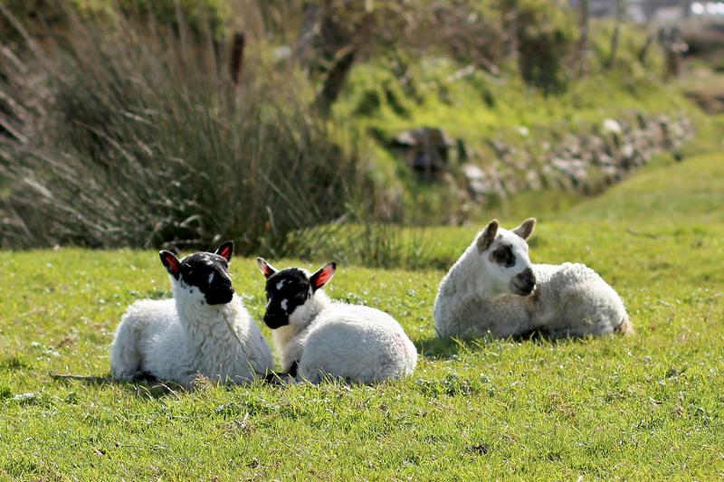 3 lambs laying on the Burrows, the weather is sunny.