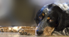 Photo of a dog lying on the ground with a sad look in their eyes