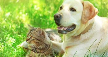 Micro chipping Day 25th June 2026